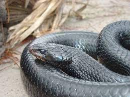 Axanthic Black Tailed Cribo Google Search Wildlife Conservation National Forest