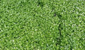 Some varieties bloom from spring to fall. Fast Growing Ground Cover