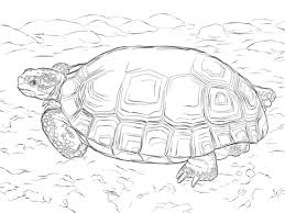 Cut out one of each type of shape (head, tail, shell, two front legs, and two back legs), remembering where each letter was. Two Painted Turtles Coloring Page Free Coloring Library