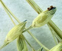 Image result for Panicum flacciflorum