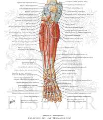 More specifically, this beautifully illustrated anatomy chart includes neck and shoulders, multiple views of the back and spine, and frontal views of each muscular extremity of the human body. Muscles Arteries And Nerves Of Leg Deep Dissection Anterior View Muscles Of Leg Deep Dissection
