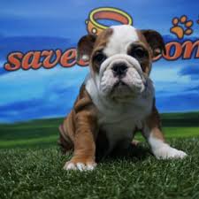 Caniche Enano Macho Comprar Perros Y Cachorros Consulta Precio Online Venta De Perros En Valencia Y Alicante Bulldogs were created for the english sport of bull baiting, practiced from approximately 1100 until 1835. caniche enano macho comprar perros y