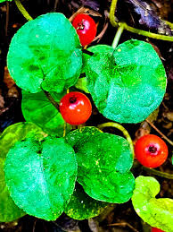 Image result for Geophila