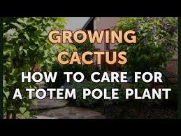 Does well in any soil from sand to clay. How To Care For A Totem Pole Plant Youtube