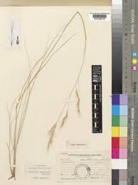 Image result for Aristida canescens