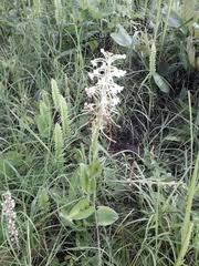 Image result for Habenaria zambesina