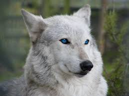 Download for free white wolf wallpapers with blue eyes. Wallpaper Blue Eye White Wolf Novocom Top