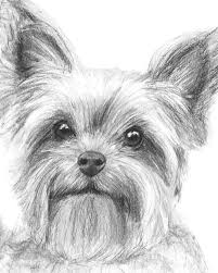 Yorkshire Terrier Drawing By Kate Sumners Yorkie Painting Dog Drawing Dog Paintings Welcome to the sketchdaily reference doohickey. yorkshire terrier drawing by kate