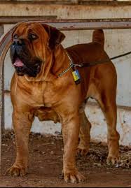 African boerboel puppies for sale. Zimbabwe Boerboel Forum Posts Facebook