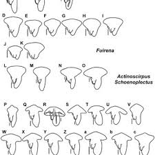 Image result for Schoenoplectus muriculatus