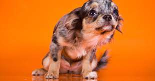 How Can I Tell If My Dog Is Afraid?