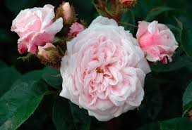 Maybe you would like to learn more about one of these? Lady Moss People Confuse Moss Roses With Rose Moss This Is A True Moss Rose They Are Not Widely Grown Because Many Only Pink Garden Moss Roses Rose Moss