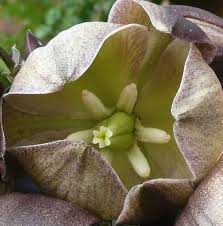 Yucca flowers and flower stalks are edible. Soapweed Yucca