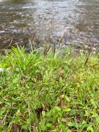 Image result for Arthraxon lancifolius