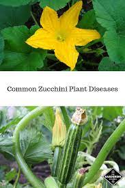 Diseases Of Zucchini Plants Gardening Channel Zucchini Plants Plant Diseases Growing Vegetables