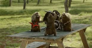 Find and follow posts tagged marmotte on tumblr. Marmotte Rock N Roll Image Animee Gif