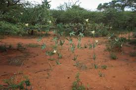 Image result for Coccinia sessilifolia