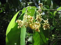 Image result for Monodora junodii