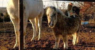 The welsh corgi (/ ˈ k ɔːr ɡ i / or corgi, plural corgis, or occasionally the etymologically consistent corgwn; Sneaky Corgi Goes For Nighttime Ride On Neighbor S Pony