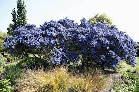 Garden bushes with blue flowers. 10 Recommended Shrubs With Blue Or Lavender Flowers
