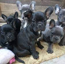 Contact if you are ready to get a new life companion, our. Buy Trained Akc French Bulldog Puppies Golden Blood Frenchies