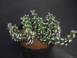 Image result for Euphorbia ramulosa