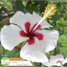 Download gambar mewarnai bunga kembang sepatu. Gambar Bunga Sepatu Hitam Putih Kata Kata