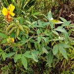 Image result for Crotalaria micans