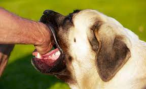 What to do if bitten by a dog? What To Do With A Dog That Bites Their Owner