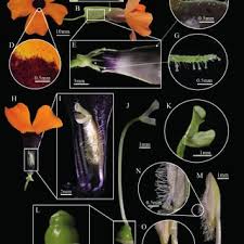 Image result for Whitfieldia thollonii