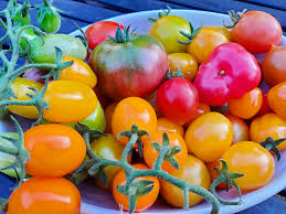 Image result for tomato Datterino