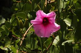 Image result for Ipomoea shupangensis