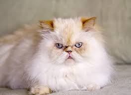 What is the size of a himalayan cat? Flame Point Himalayan Kittens And Cats Lovetoknow