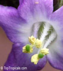 Image result for Wigandia