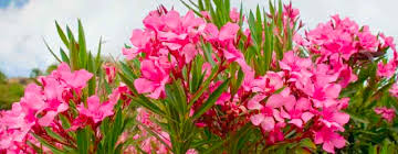 Image result for images Oleanders