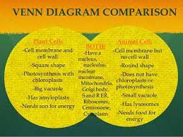 The plant cell and the animal cell can be differentiated by the presence of organelles in them. Plant And Animal Venn Diagram Elegant Plant Vs Animal Cells Cells Venn Diagram Animal Cell Plant And Animal Cells