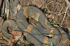 Broad Banded Water Snake Nerodia Fasciata Confluens Listed As Endangered In Kentucky Reptiles And Amphibians Snake Amphibians