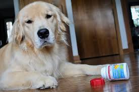 2 why can't cats have ibuprofen? Is Ibuprofen Toxic To Dogs Medvet