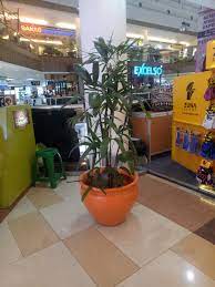Kamu bisa menemukan penjual tanaman hias indoor dari seluruh indonesia yang terdekat dari lokasi & wilayah kamu sekarang. Jual Tanaman Hias Indoor Sinox Nursery