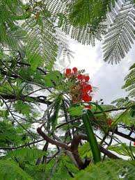 Image result for Fabaceae subfamily Caesalpinioideae