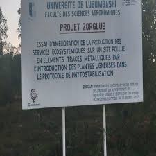 Image result for Haumaniastrum katangense