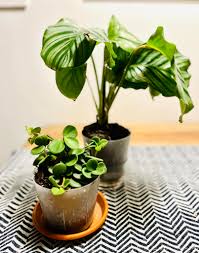 Plants that thrive in low humidity environments