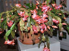 And some leaves are turning white on top. 30 Best Schlumbergera Ideas Christmas Cactus Cactus Succulents