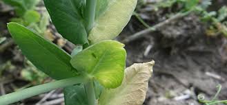 Another fungal disease that can strike your pea plants is root rot, and this one is transmitted via the soil as well and spreads via wind, water, and contact with spores. Pea Wilt Guide