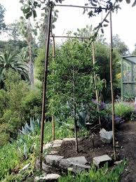 Bird Netting Structures For Fruit Trees Ediblegardensla Bamboo Poles And Bird Netting Bird Netting Bamboo Poles Sloped Garden