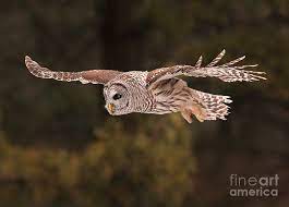 We did not find results for: Barred Owl In Flight Photograph By Gary Fairhead