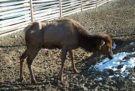 Surprising Discovery Made About Chronic Wasting Disease Food Safety News