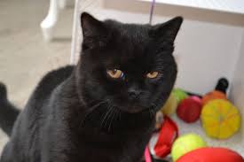 Pin On Siyah Kedi