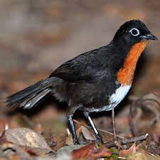 Image result for Orthochilus mechowii