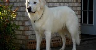 We did not find results for: Great Pyrenees Labrador Retriever Mix Great Pyrenees Lab Mix Dogs Lab Puppy